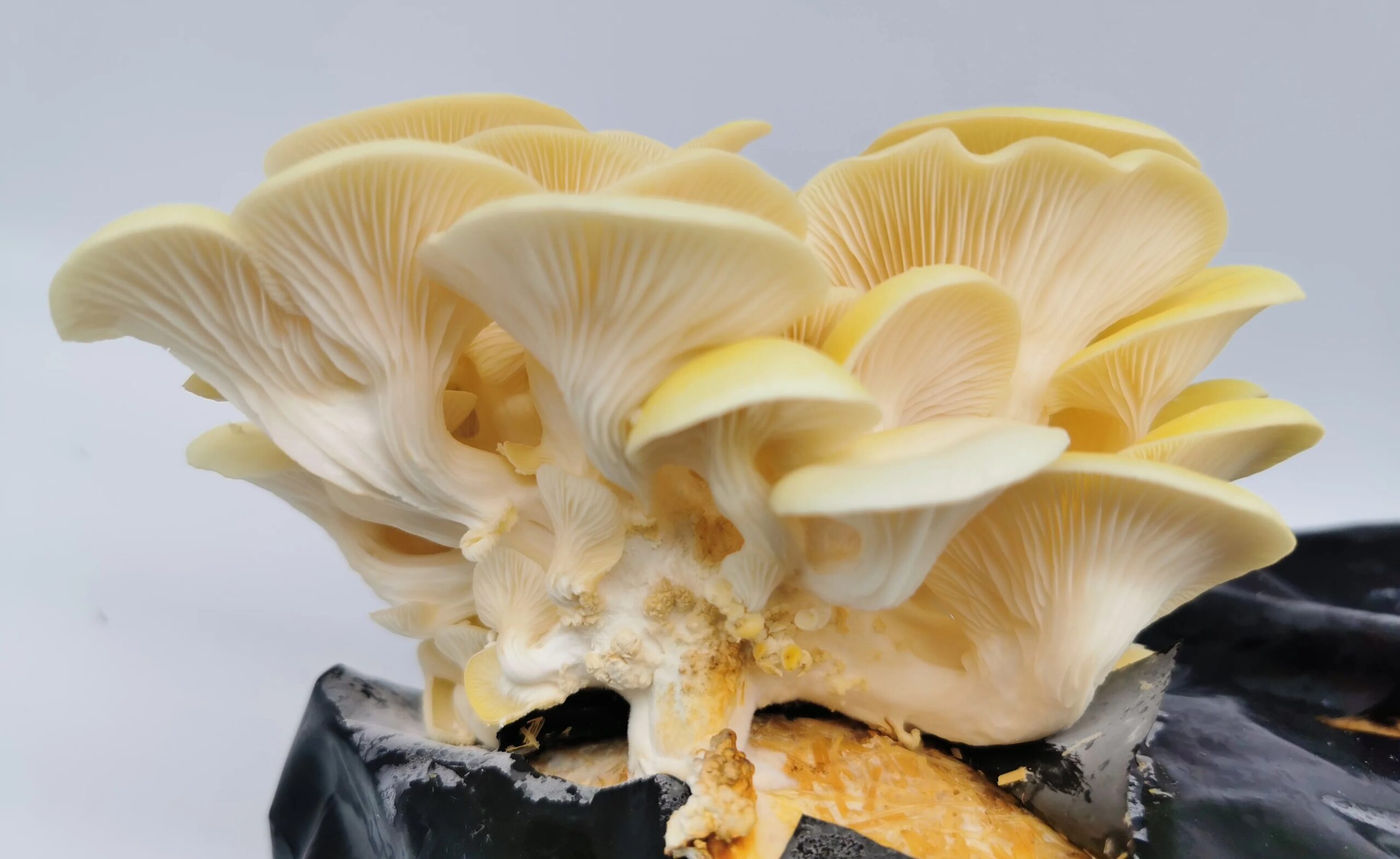 Seta dorada (Pleurotus Citrinopileatus).