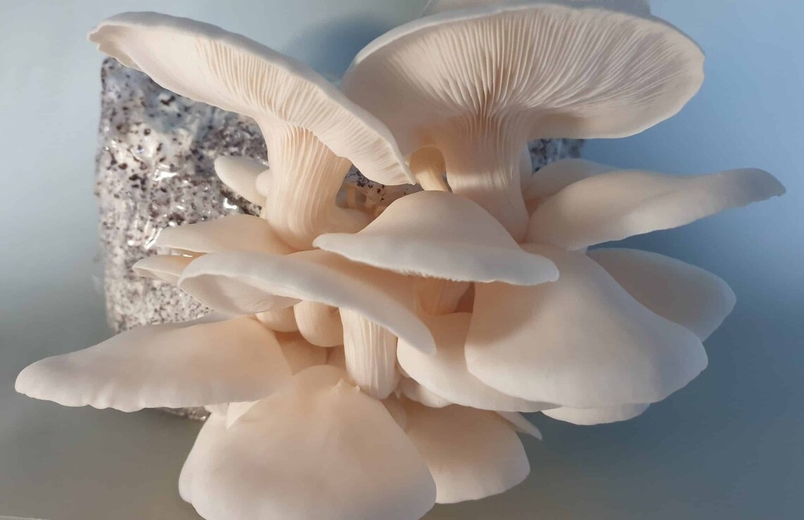 Seta gris (Pleurotus ostreatus).